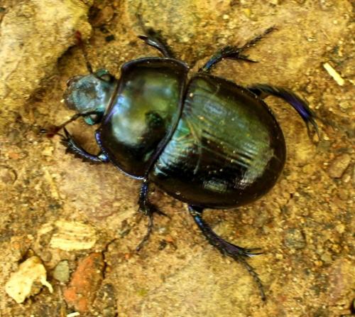 Anoplotrupes stercorosus